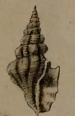 Drillia umbilicata