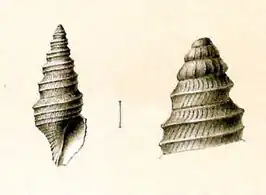 Drilliola loprestiana