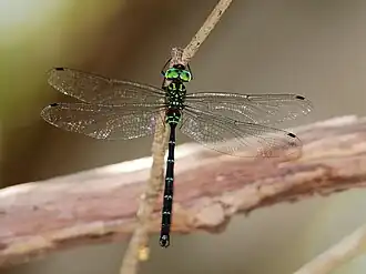 Dromaeschna forcipata