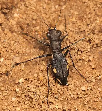 Dromica sexmaculata