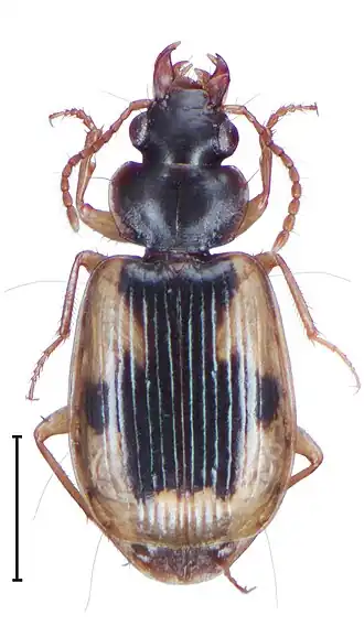 Dromoceryx