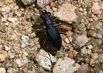 Dromochorus belfragei