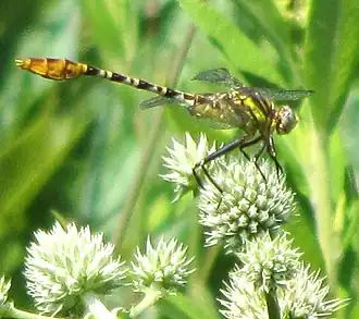 Dromogomphus spoliatus