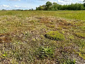 Thermofiel stroomdalgrasland van de associatie van vetkruid en tijm