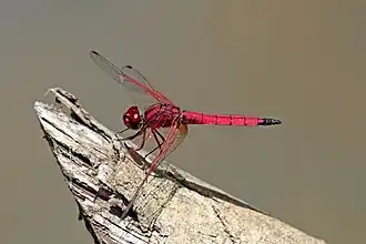 Trithemis selika