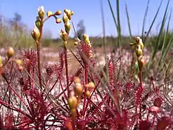 Zonnedauw, een in het gebied voorkomende moerasplant