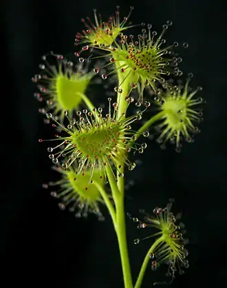 Drosera peltata
