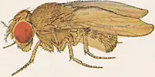 Drosophila ananassae