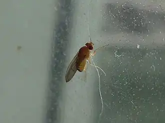 Drosophila immigrans