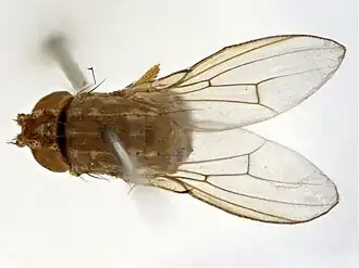 Drosophila palustris