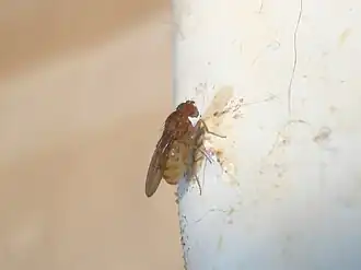 Drosophila repleta