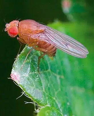 Drosophila simulans