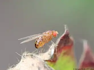 Drosophila transversa