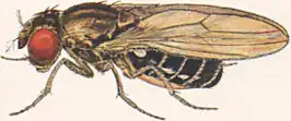 Drosophila virilis