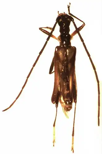 Drototelus politus