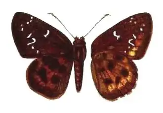 Sarangesa lunula