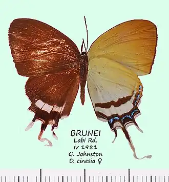 Drupadia cinesia