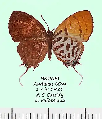 Drupadia rufotaenia