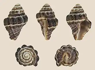 Drupella margariticola