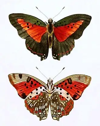 Charaxes zingha