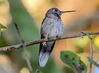 Droogbossabelvleugel