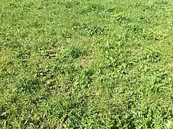 De associatie van sikkelklaver en zachte haver