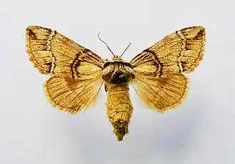 Zuidelijke tandvlinder