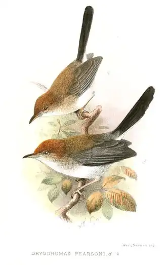 Zwartstaartgraszanger