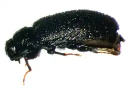 Dryops similaris
