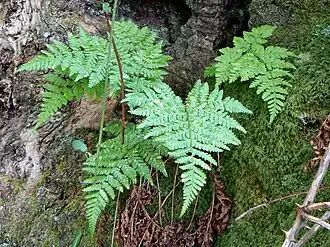 Dryopteris aemula