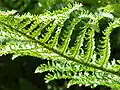 Dryopteris affinis 'Crispa'