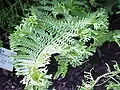 Dryopteris affinis 'Cristata'