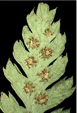 Sporenhoopjes (sori) met indusium