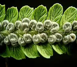 Mannetjesvaren met niervormige sori met sporangia op onderkant blad