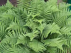 Mannetjesvaren (Dryopteris filix-mas)
