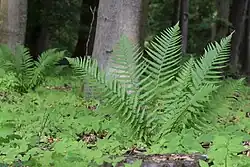 Dryopteris filix-mas een varen (mannetjesvaren)