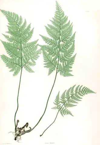 Dryopteris aemula