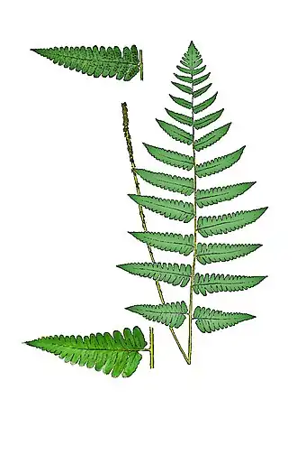 Dryopteris stanley-walkeri