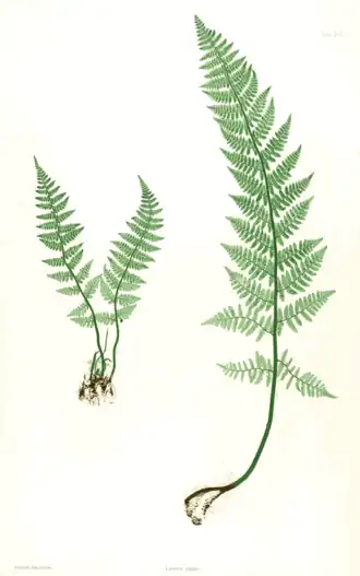 Dryopteris villarii