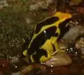 Dendrobates tinctorius var. Regina