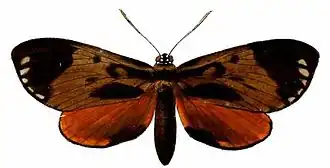 Duboisvalia ecuadoria