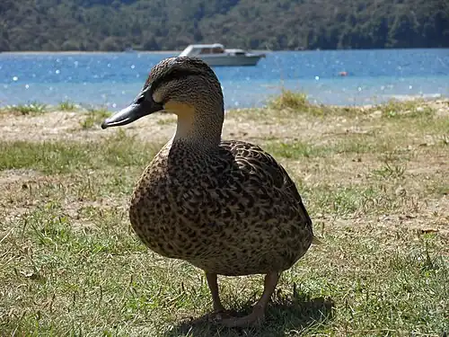 Eend in Nieuw-Zeeland (Anas platyrhynchos × Anas superciliosa)