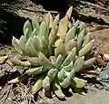 Dudleya anomala