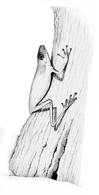 Duellmanohyla uranochroa