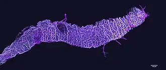 Confocale laser scan microscopische (CLSM) afbeelding van de Dufourklier van een Bombus impatiens-koningin in ontwikkeling.
