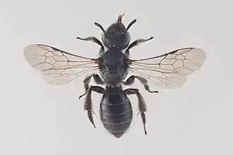 Gewone klokjesglansbij