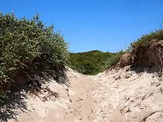 Duinen Schiermonnikoog