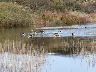 Duinmeer aan de westkant van Griltjeplak, april 2021