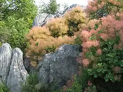 Pruikenboom in bloei tussen de rotsen