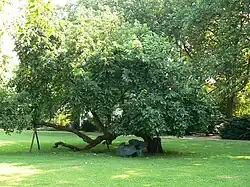 Skulptur für einen Baum, Duisburg